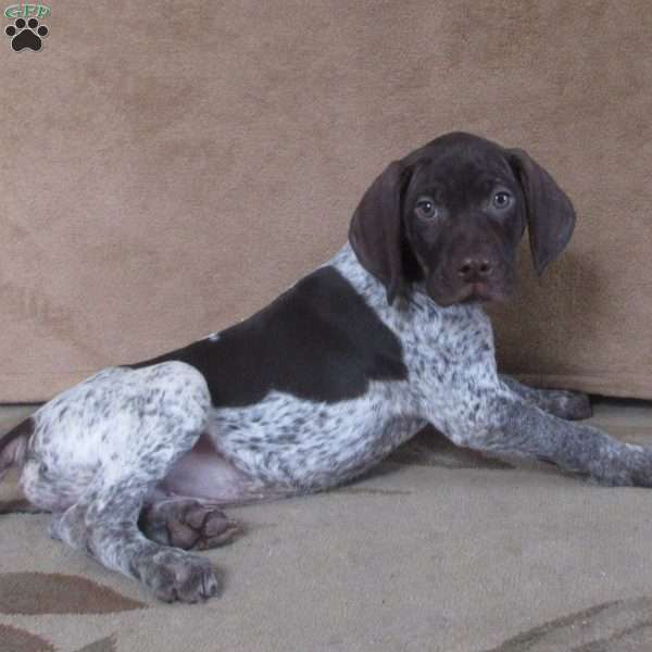 Gideon, German Shorthaired Pointer Puppy